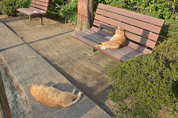 街のねこたち