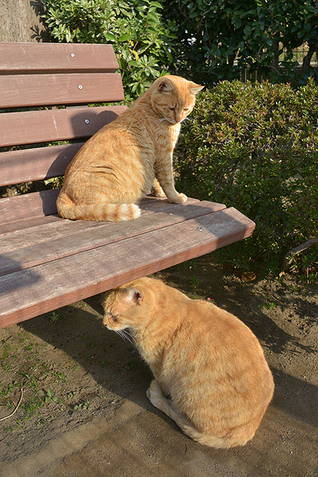 街のねこたち