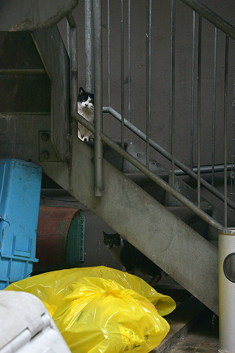 街のねこたち