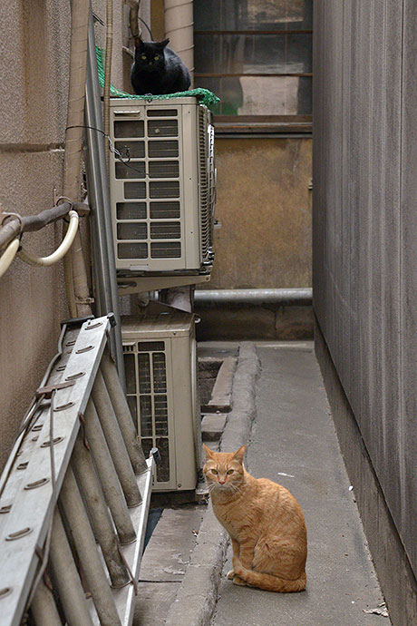 街のねこたち