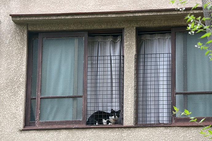 街のねこたち