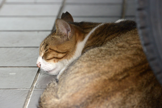 街のねこたち