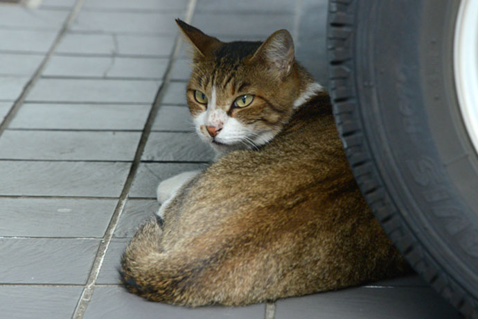 街のねこたち
