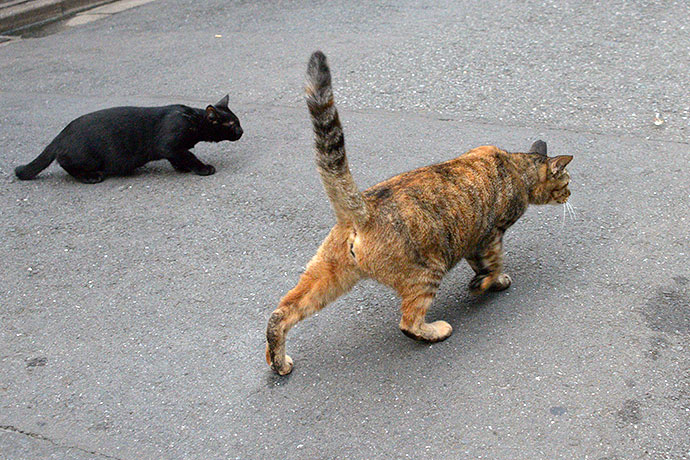 街のねこたち