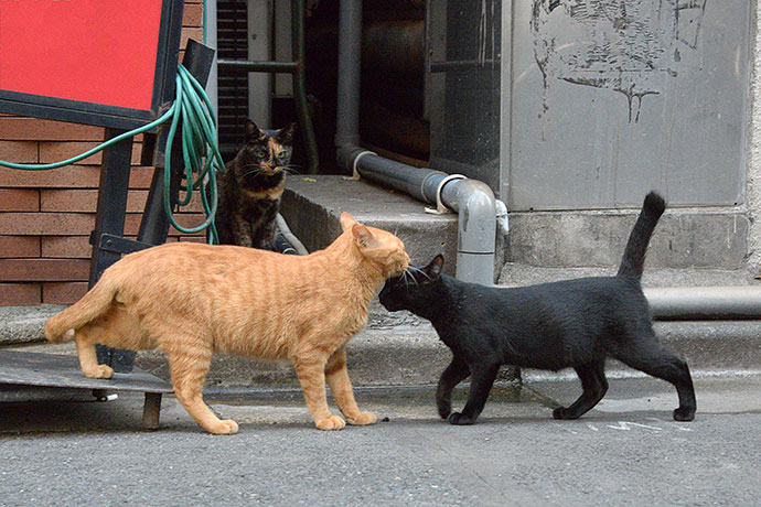 街のねこたち