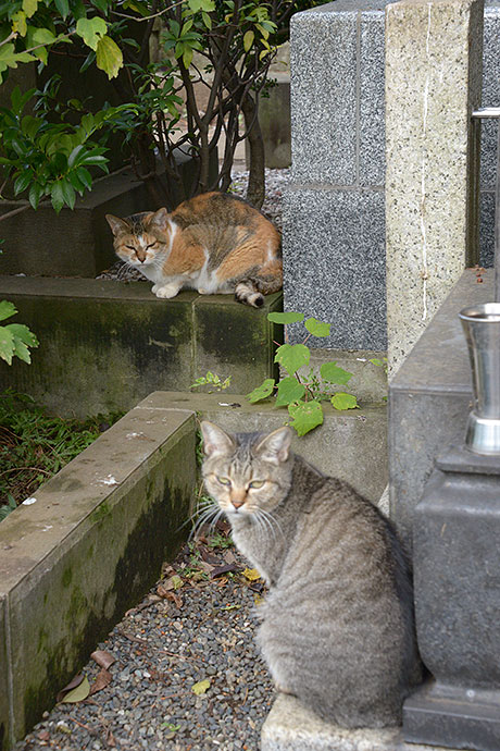街のねこたち