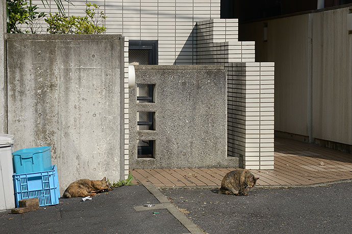 街のねこたち