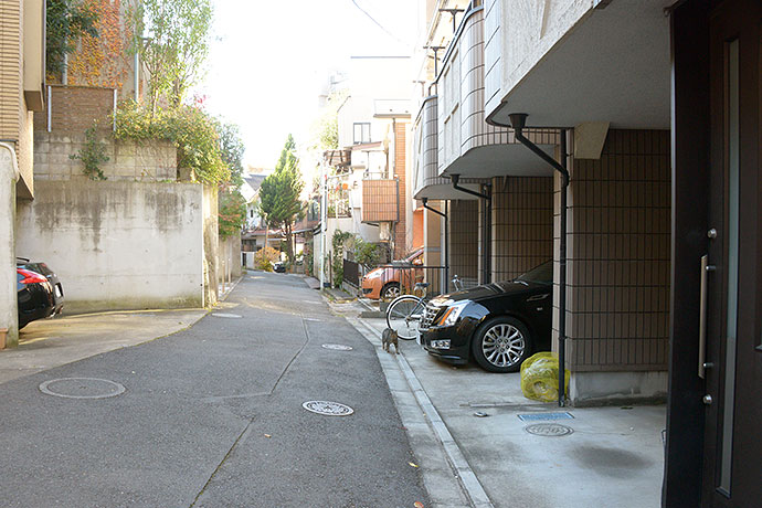 街のねこたち