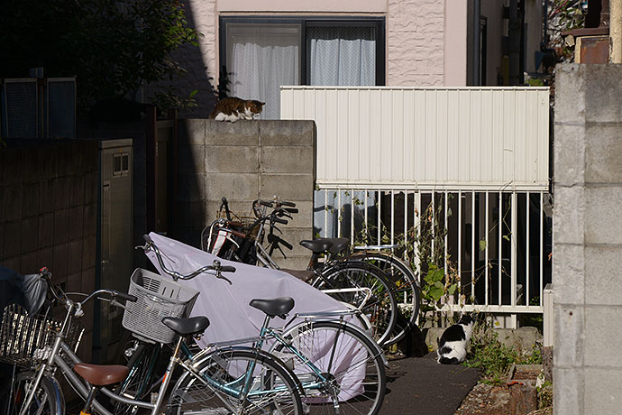 街のねこたち