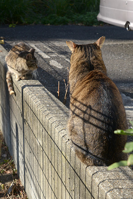 街のねこたち