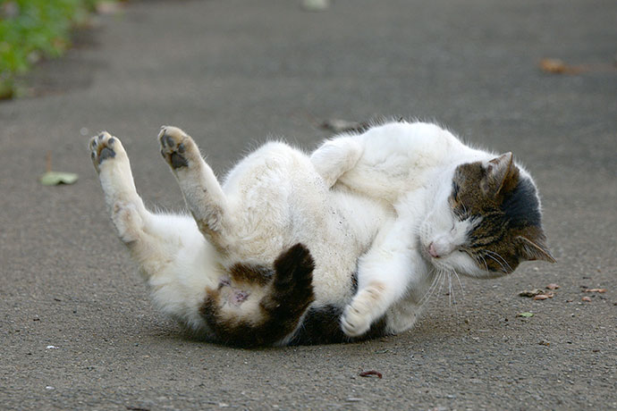 街のねこたち