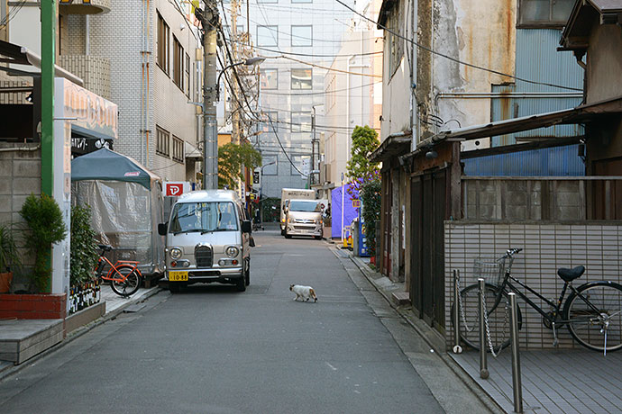 街のねこたち