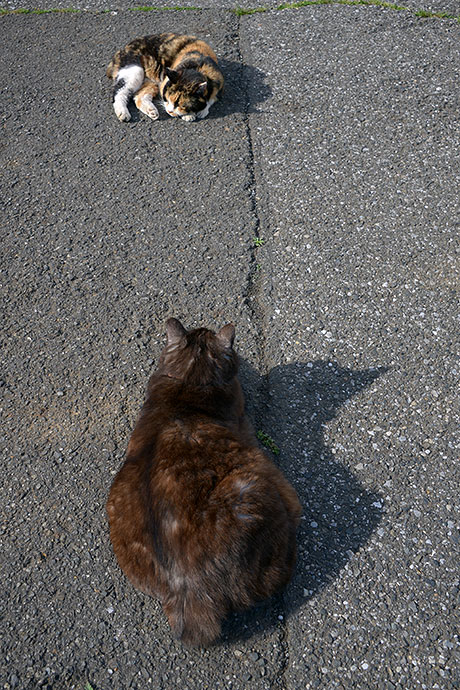 街のねこたち