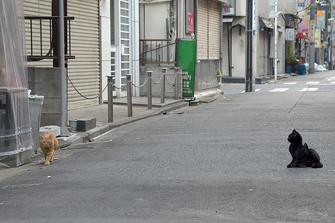 街のねこたち