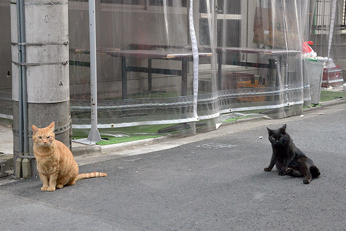 街のねこたち