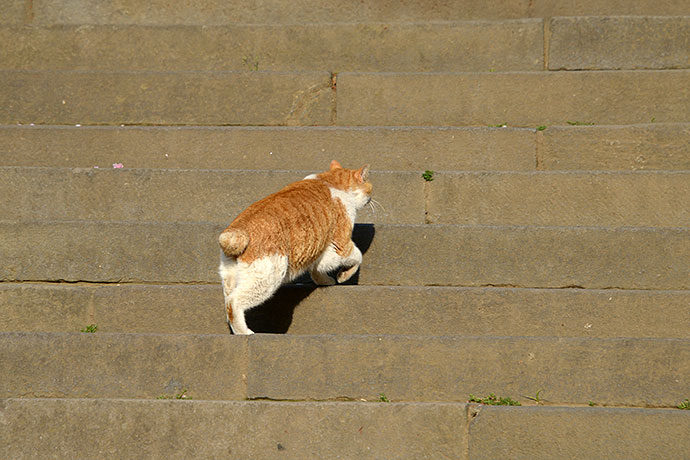 街のねこたち