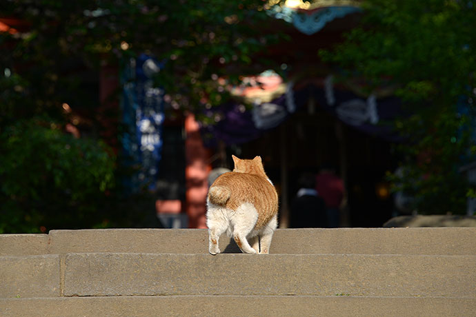 街のねこたち