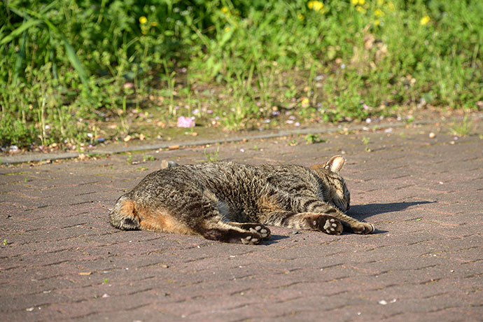 街のねこたち