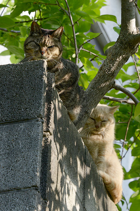 街のねこたち