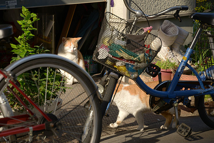 街のねこたち
