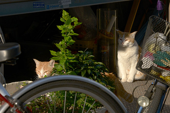 街のねこたち