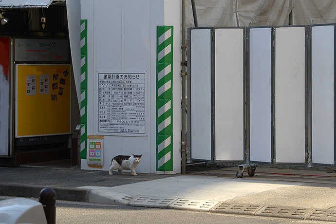 街のねこたち