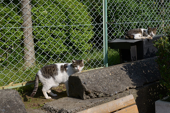 街のねこたち