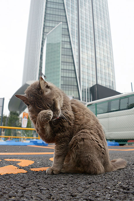 街のねこたち