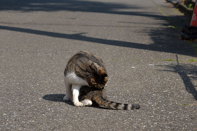 街のねこたち