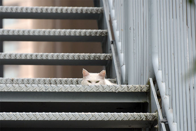 街のねこたち