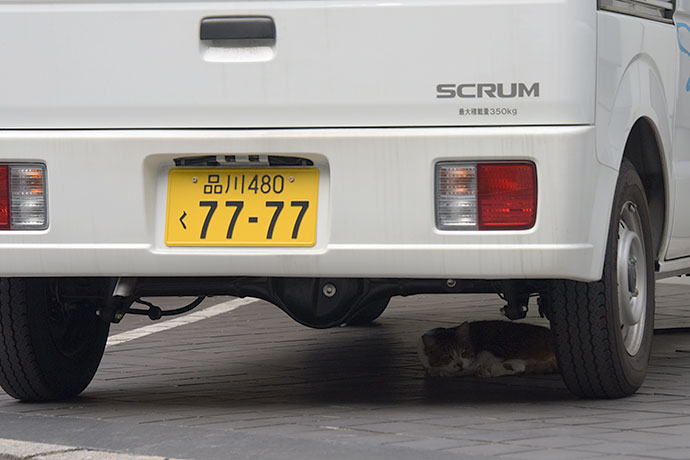 街のねこたち