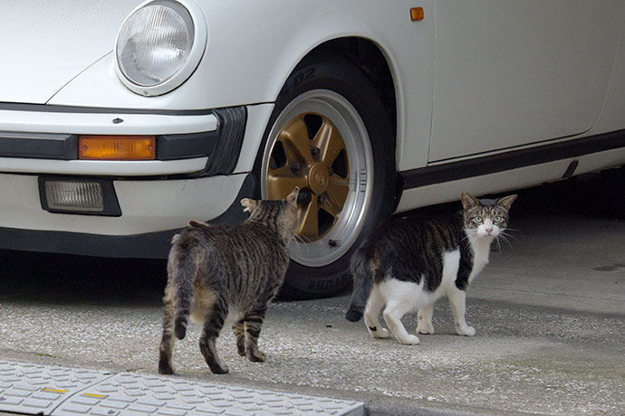 街のねこたち