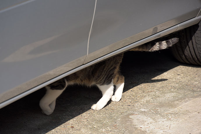 街のねこたち