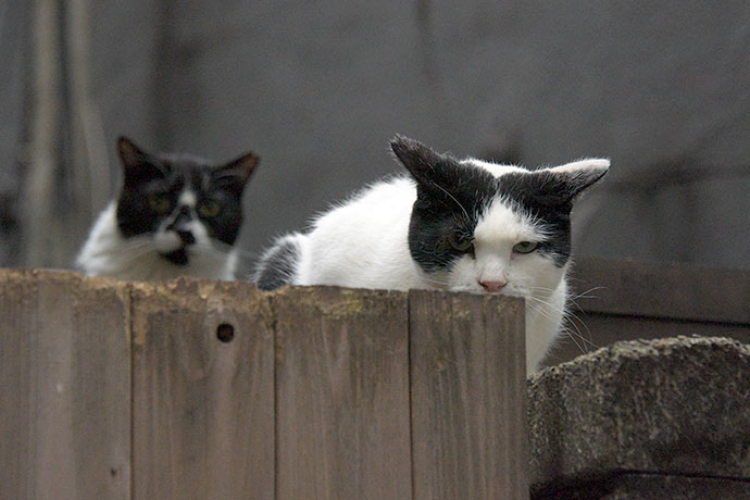 街のねこたち