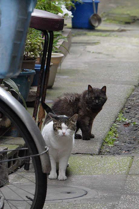 街のねこたち