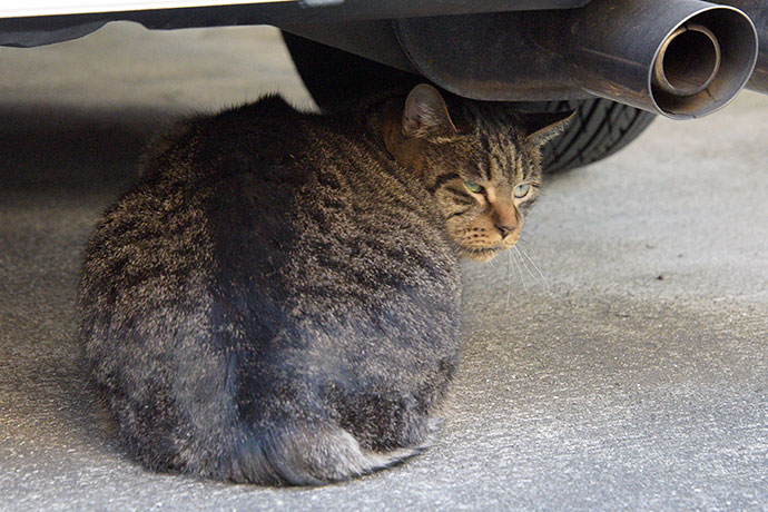街のねこたち