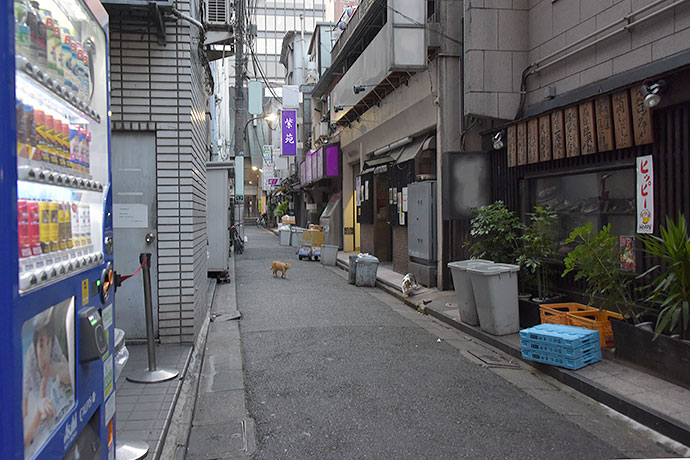 街のねこたち