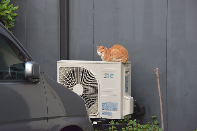 街のねこたち
