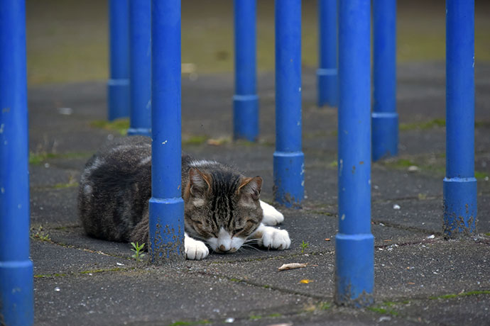 街のねこたち