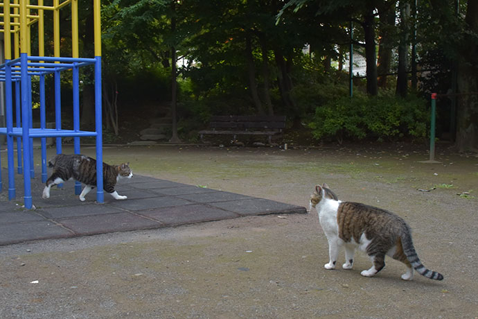 街のねこたち