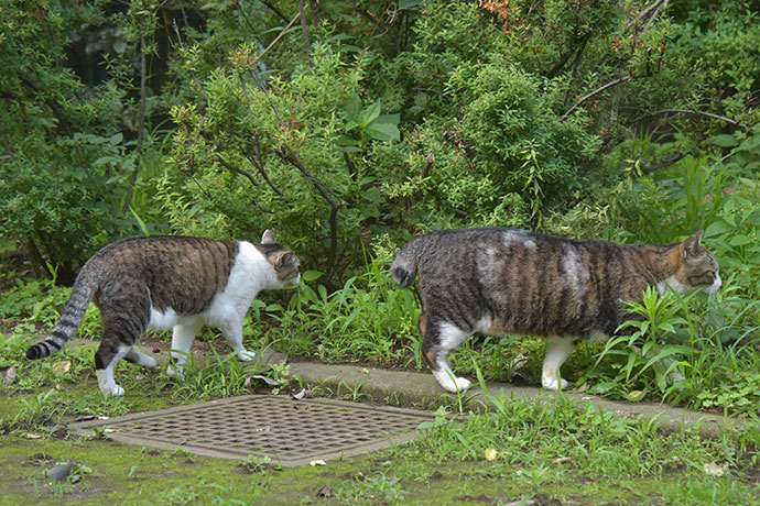 街のねこたち