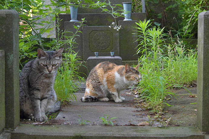 街のねこたち