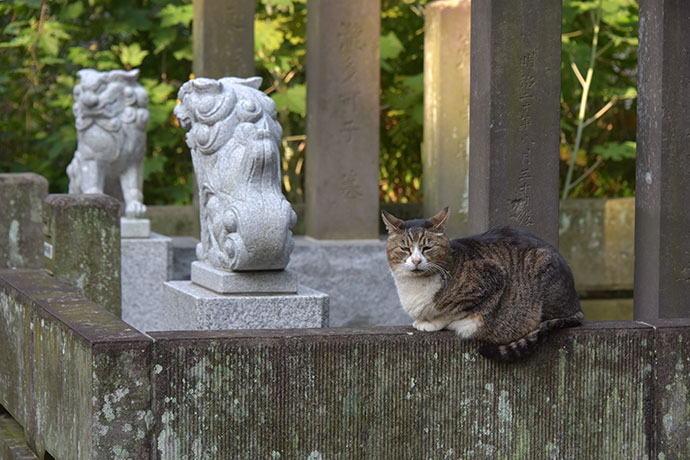 街のねこたち