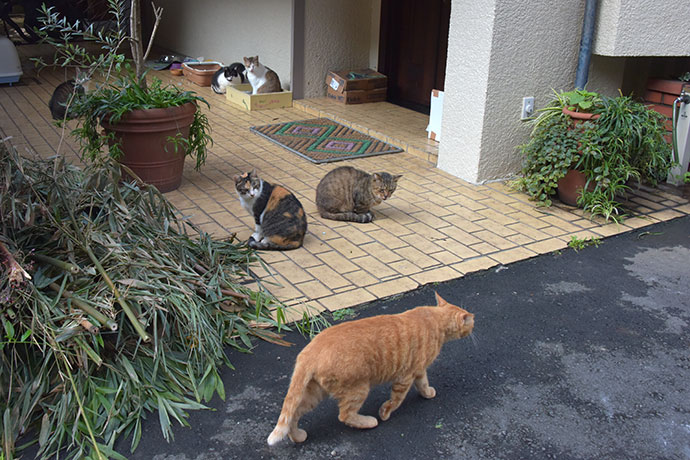 街のねこたち
