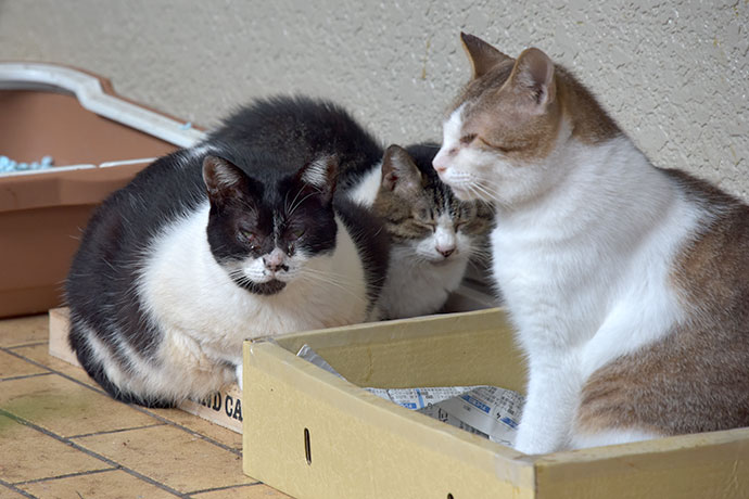 街のねこたち