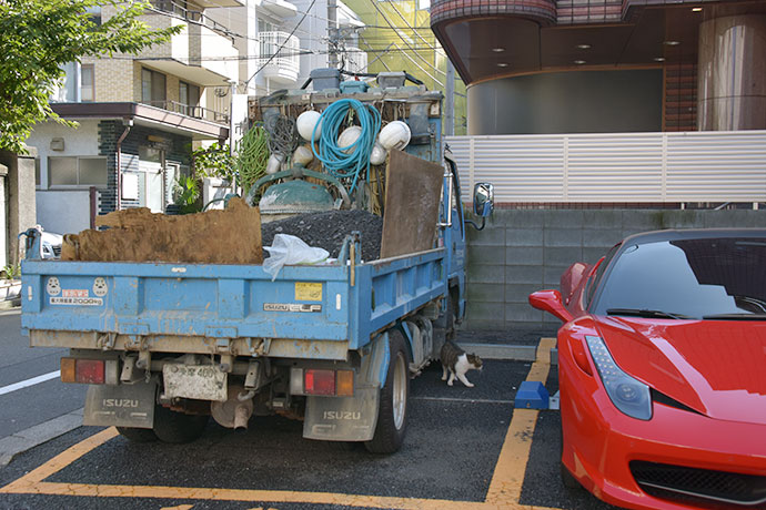 街のねこたち
