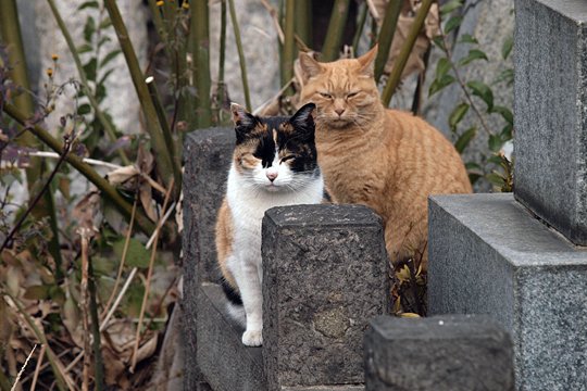 街のねこたち