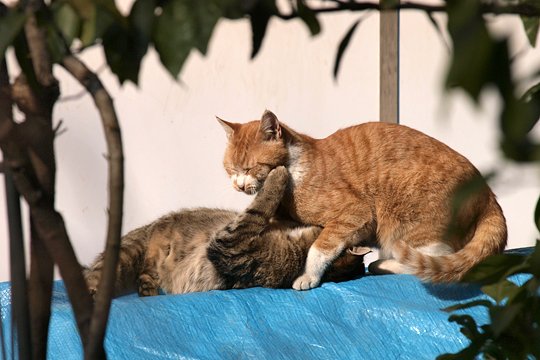 街のねこたち