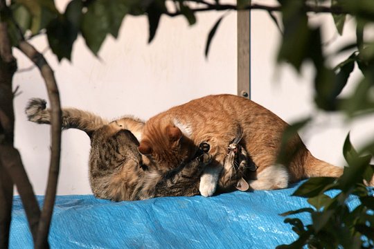街のねこたち