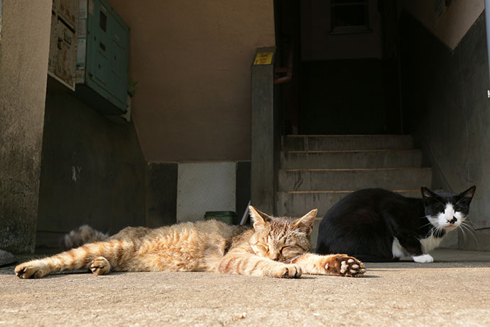 街のねこたち